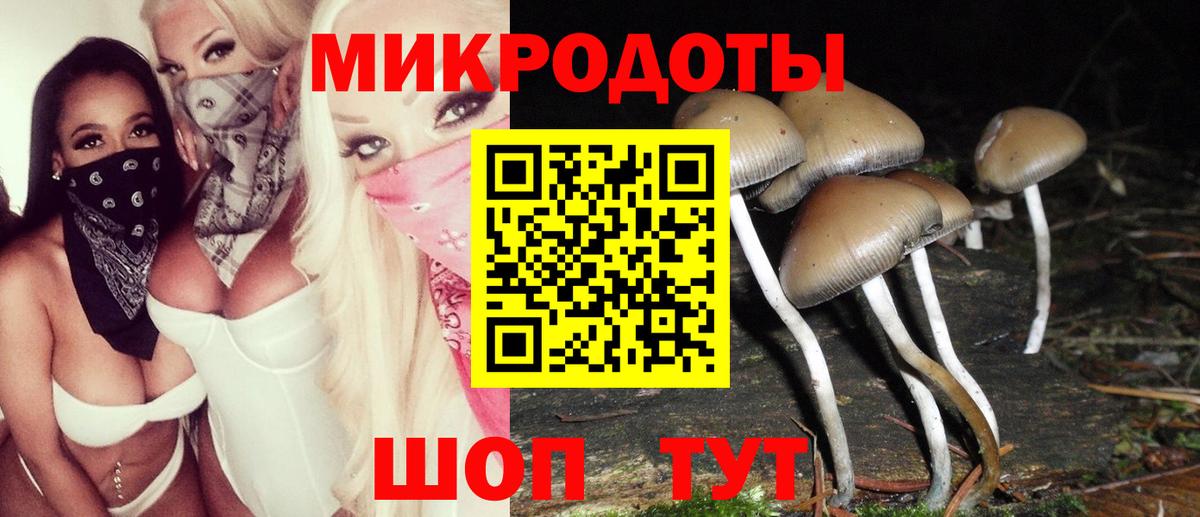 Галлюциногенные грибы Psilocybine cubensis Сосновый Бор